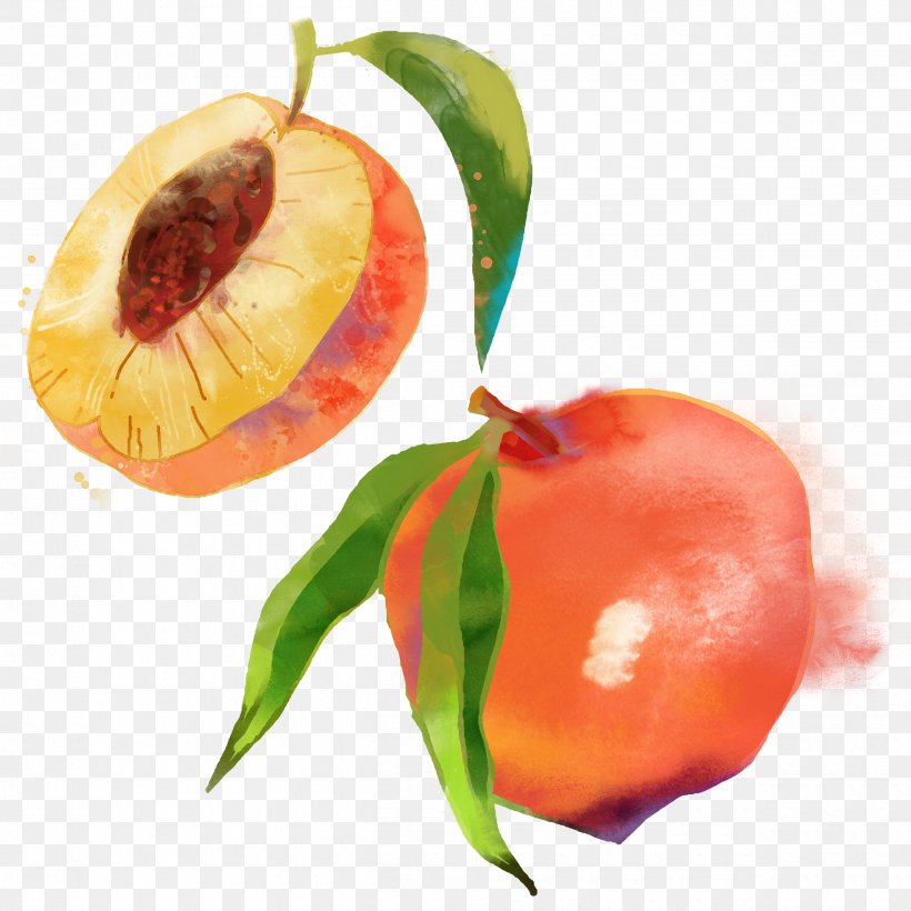 Saturn Peach Fruit Watercolor Painting, PNG, 2500x2500px, Saturn Peach, Apricot, Auglis, Blossom, Food Download Free