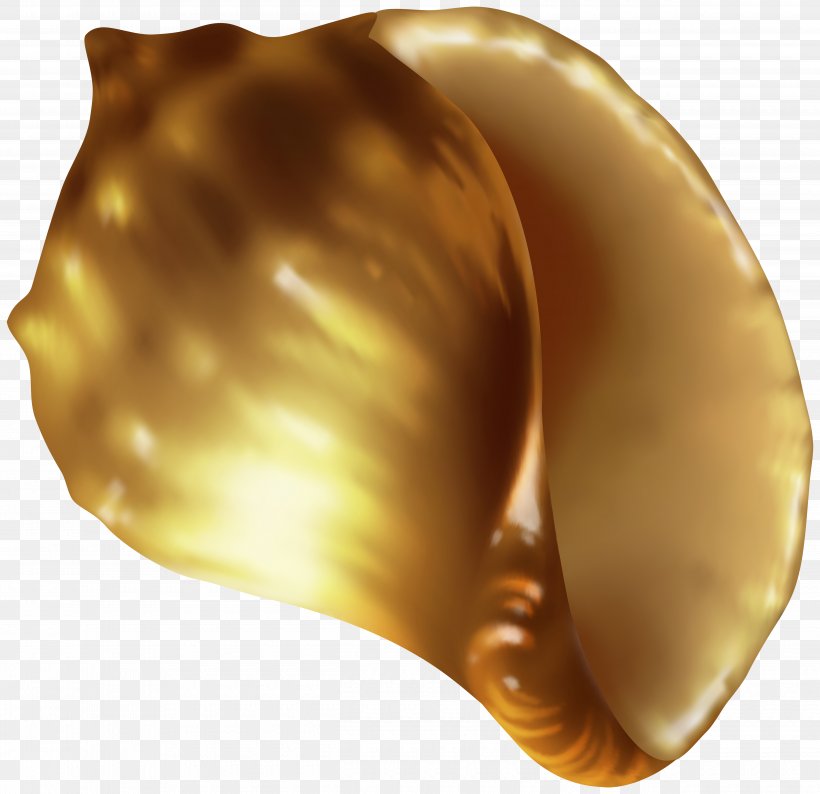 Seashell Conch Shankha Snail Drawing, PNG, 5000x4845px, Seashell, Caramel Color, Cartoon, Clam, Clams Oysters Mussels And Scallops Download Free