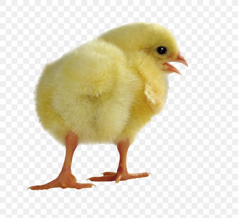 Yellow-hair Chicken Computer File, PNG, 890x817px, Yellowhair Chicken, Beak, Bird, Chicken, Couveuse Download Free