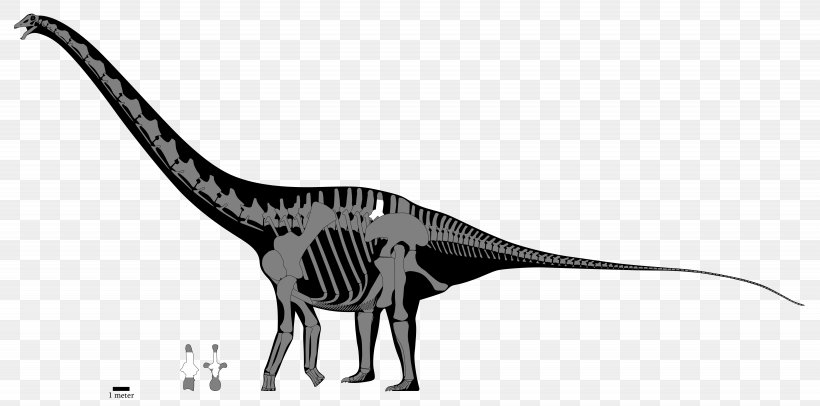 Apatosaurus Diplodocus Tyrannosaurus Argentinosaurus Brachiosaurus, PNG, 6150x3050px, Apatosaurus, Alamosaurus, Amphicoelias, Animal Figure, Argentinosaurus Download Free