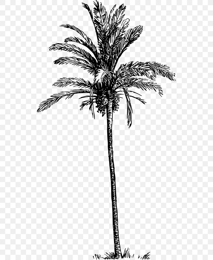 Asian Palmyra Palm Babassu Arecaceae Date Palm Tree, PNG, 535x1000px, Asian Palmyra Palm, Arecaceae, Arecales, Attalea, Attalea Speciosa Download Free