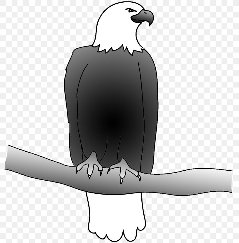 Bald Eagle Bird Golden Eagle Clip Art, PNG, 800x833px, Eagle, Arm, Bald Eagle, Beak, Bird Download Free