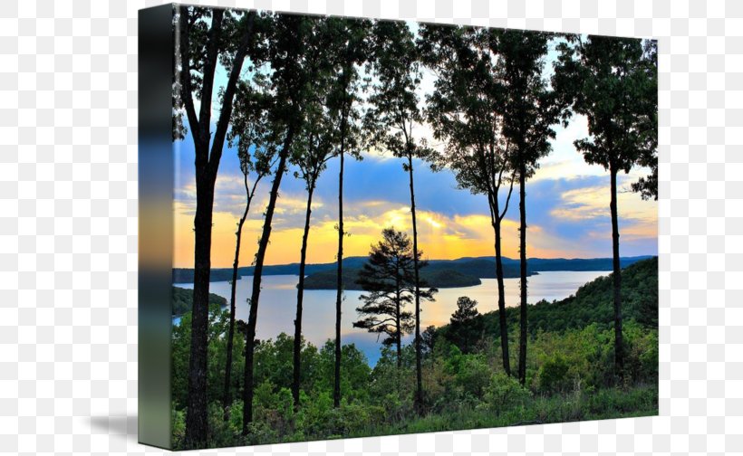 Beaver Lake Gallery Wrap Tree Canvas Art, PNG, 650x504px, Beaver Lake, Art, Canvas, Gallery Wrap, Lake Download Free