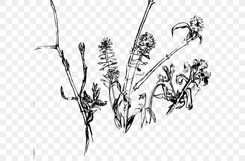 Drawing Flower Clip Art, PNG, 594x539px, Drawing, Black And White, Branch, Flora, Flower Download Free