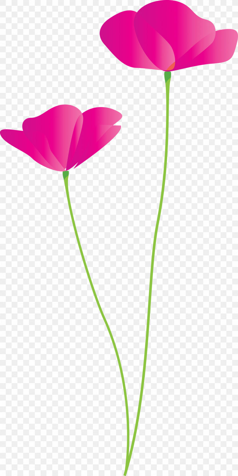 Poppy Flower, PNG, 1500x3000px, Poppy Flower, Anthurium, Coquelicot, Cut Flowers, Flower Download Free