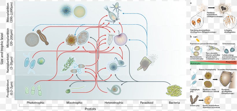 Protist Mixotroph Microbial Ecology Food Web Microorganism, PNG, 2142x1008px, Protist, Amoeba, Animal, Area, Chromalveolata Download Free