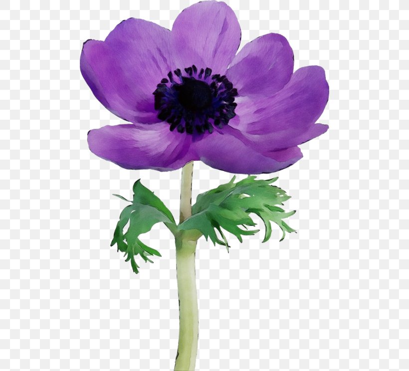 Purple Watercolor Flower, PNG, 500x744px, Watercolor, Anemone, Botany, Closeup, Cut Flowers Download Free