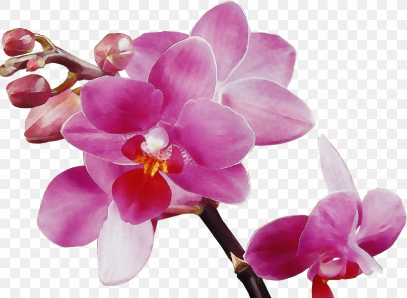 Flower Moth Orchid Petal Pink Violet, PNG, 1189x870px, Watercolor, Flower, Flowering Plant, Lilac, Moth Orchid Download Free