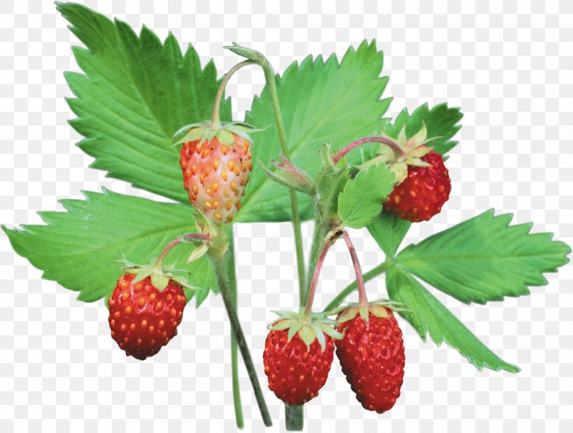 Musk Strawberry Clip Art Berries, PNG, 4665x3532px, Strawberry, Berries, Berry, Boysenberry, Bramble Download Free