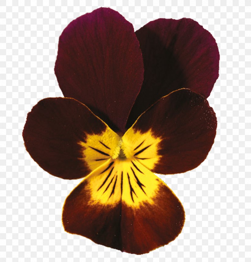 Pansy Viola Cornuta Violet Code Red Yellow, PNG, 1000x1042px, Pansy, Code, Code Red, Consumer, Flower Download Free
