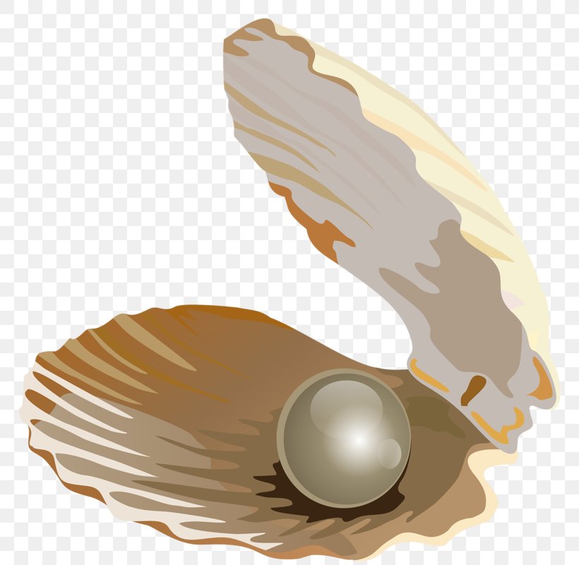 Seashell Pearl Download Jewellery, PNG, 778x800px, Seashell, Cartoon, Google Images, Jewellery, Pearl Download Free