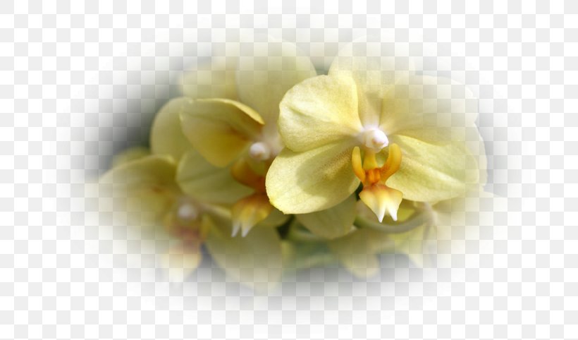 Suối Hoa Lan Nha Trang Moth Orchids Nha Phu Bay, PNG, 719x482px, Nha Trang, Arena Of Valor, Flower, Flowering Plant, Highdefinition Television Download Free