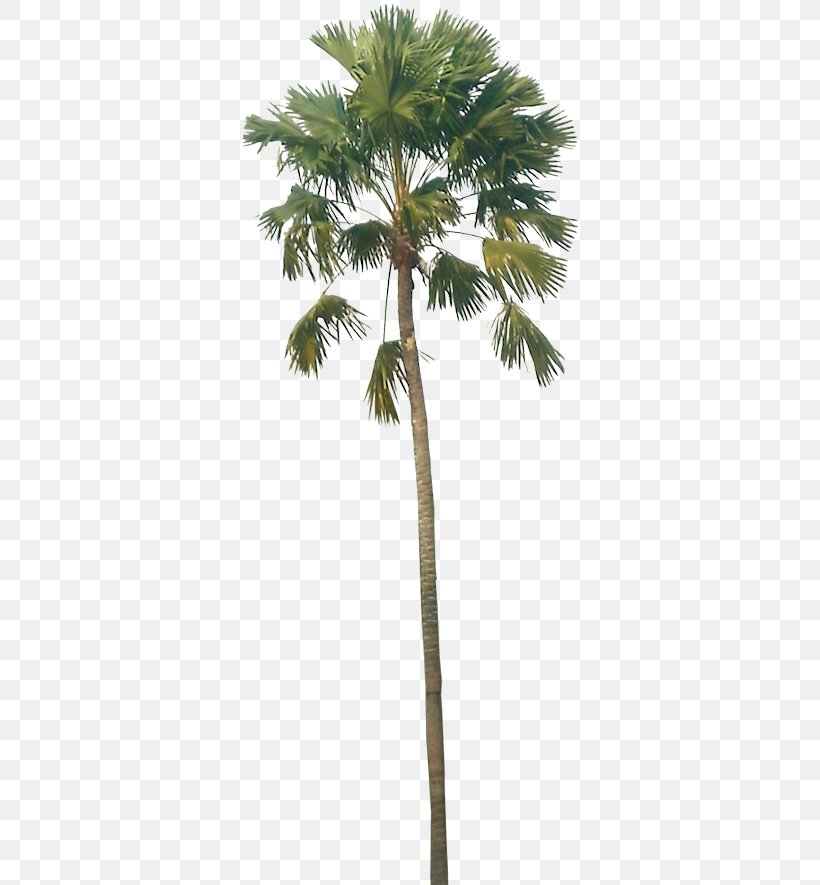 Asian Palmyra Palm Babassu Palm Trees Coconut, PNG, 338x885px, Asian Palmyra Palm, Areca Nut, Arecales, Attalea, Attalea Speciosa Download Free