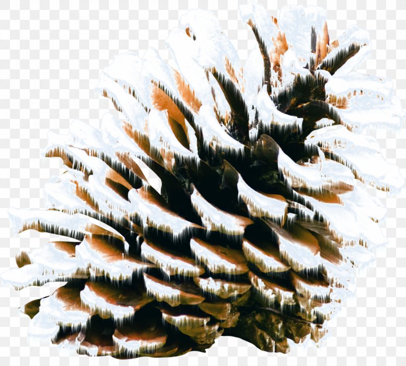 Pine Cone, PNG, 1280x1154px, Polyvore, Christmas, Holiday, Pine Family, Tree Download Free