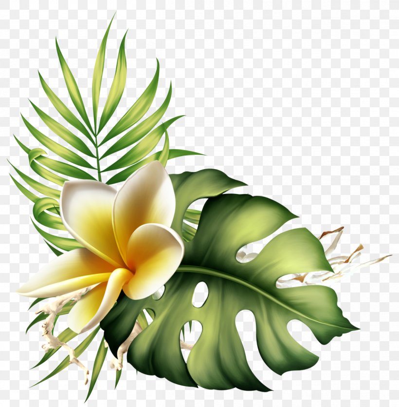 Flower Plant Leaf Frangipani Clip Art, PNG, 1257x1280px, Flower ...