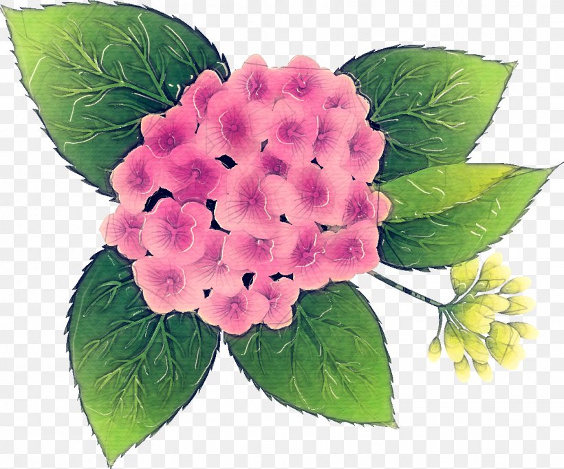 Pink Flower Cartoon, PNG, 1141x949px, Hydrangea, Cornales, Flower, Hydrangeaceae, Impatiens Download Free