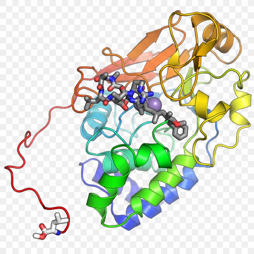 Protein Phosphatase 2 C-terminus, PNG, 1024x1024px, Protein Phosphatase 2, Area, Body Jewelry, Cell Signaling, Cterminus Download Free
