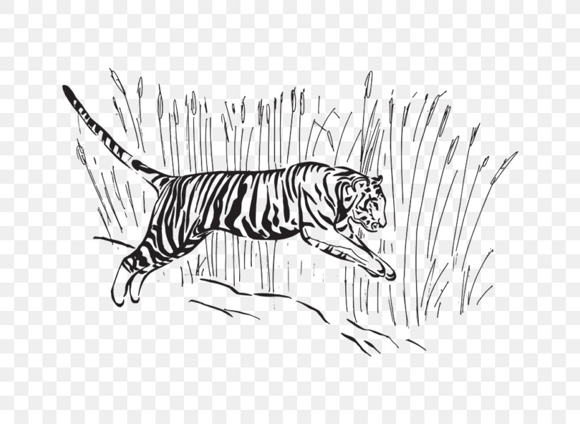 Tiger Line Art Sketch, PNG, 800x600px, Tiger, Art, Artwork, Big Cat, Big Cats Download Free