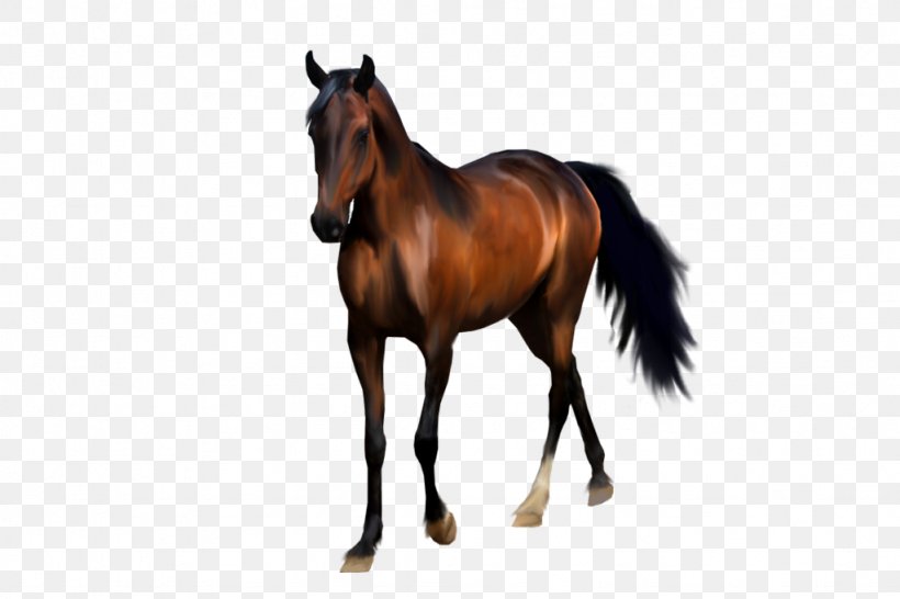 Arabian Horse Mane Mustang Stallion Foal, PNG, 1024x683px, Arabian Horse, Bay, Bit, Bridle, Buckskin Download Free