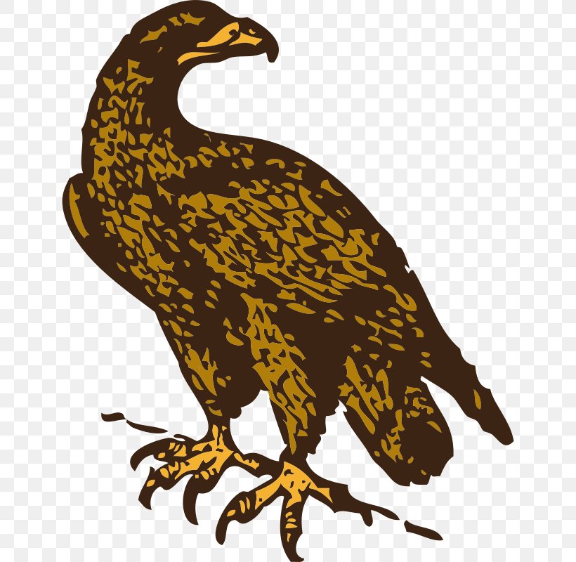 Bald Eagle Golden Eagle Clip Art, PNG, 644x800px, Bald Eagle, Animal, Beak, Bird, Bird Of Prey Download Free