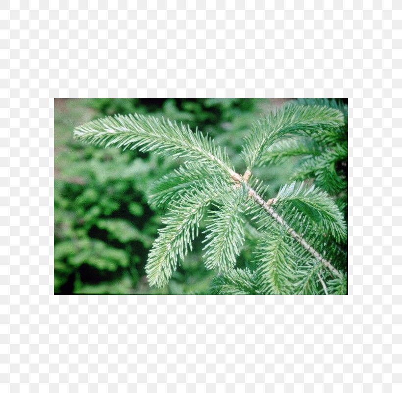 Balsam Fir Tree Fraser Fir Noble Fir Evergreen, PNG, 800x800px, Balsam Fir, Biome, Blue Spruce, Branch, Conifer Download Free