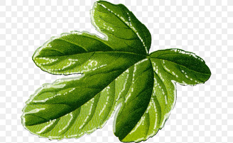 Common Fig Fig Leaf Clip Art, PNG, 676x503px, Common Fig, Fig Leaf, Fig Trees, Information, Leaf Download Free