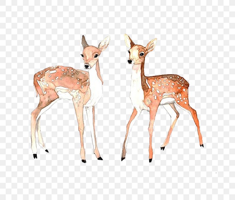Formosan Sika Deer Icon, PNG, 700x700px, Deer, Antelope, Fauna, Fawn, Formosan Sika Deer Download Free