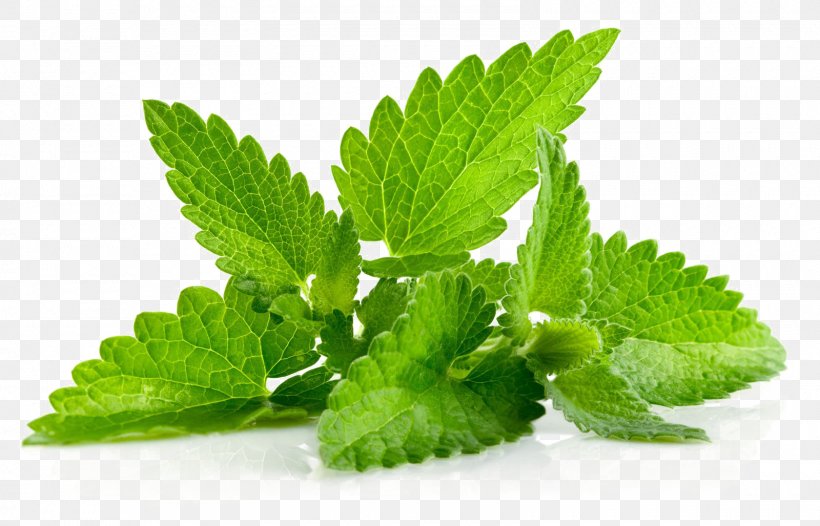 Herb Leaf Peppermint Menthol Patchouli, PNG, 1600x1027px, Herb, Flavor, Food, Herbaceous Plant, Herbal Download Free