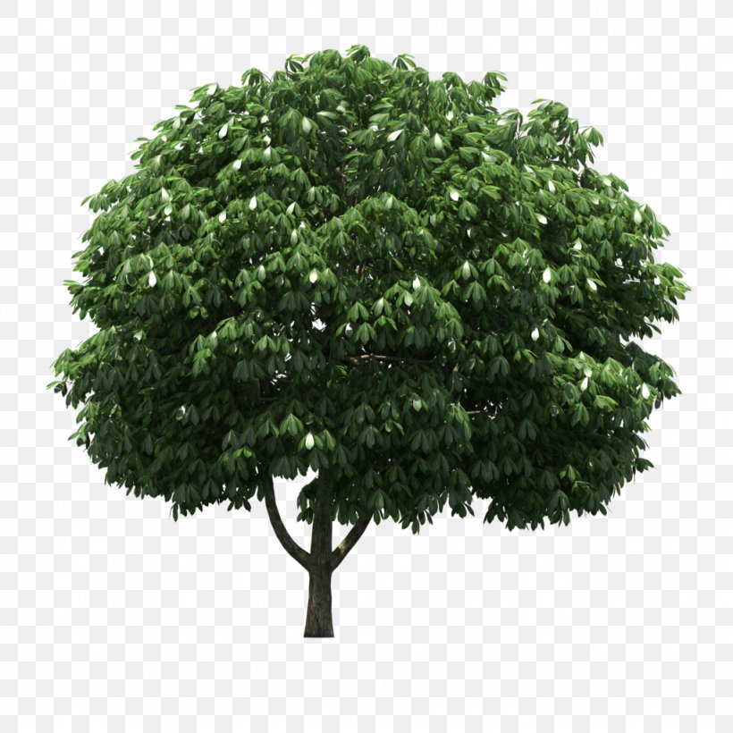 LOFTER Tree, PNG, 1024x1024px, Lofter, Branch, Copying, Editing, Free Software Download Free
