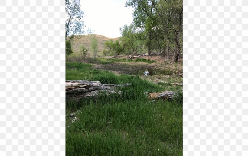 North Platte River Wetland Marsh Plant Community, PNG, 1170x738px, North Platte, Area, Bank, Bayou, Biome Download Free