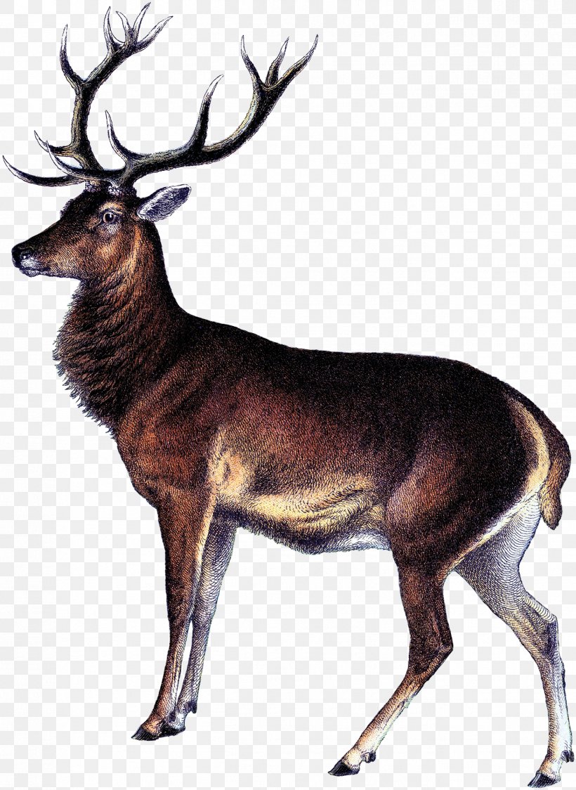 Reindeer White-tailed Deer Elk Deer Hunting, PNG, 1313x1800px, Reindeer, Antler, Art, Camping, Cave Painting Download Free