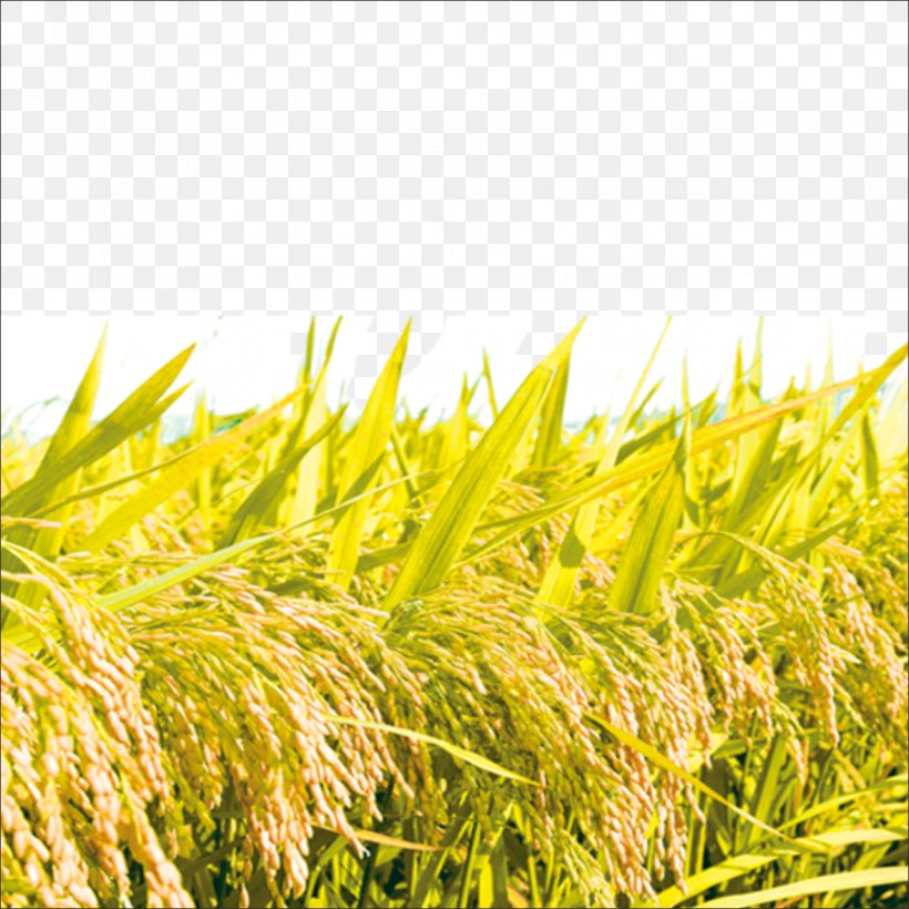 Rice Background Stock Photo  Download Image Now  Rice  Cereal Plant Rice   Food Staple White Rice  iStock