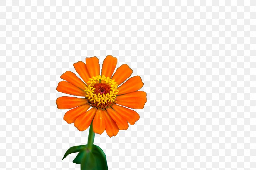 Transvaal Daisy Cut Flowers English Marigold Chrysanthemum Orange S.A., PNG, 900x600px, Transvaal Daisy, Annual Plant, Calendula, Chrysanthemum, Chrysanths Download Free