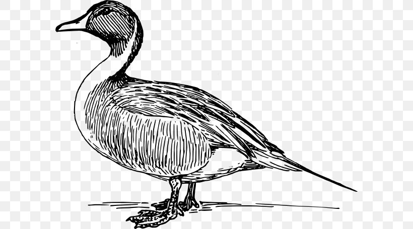 Duck Mallard Goose Clip Art, PNG, 600x455px, Duck, Anatidae, Art, Artwork, Beak Download Free