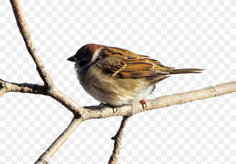 House Sparrow American Sparrows Animal Moineau, PNG, 1600x1112px, House Sparrow, American Sparrows, Animal, Beak, Bird Download Free