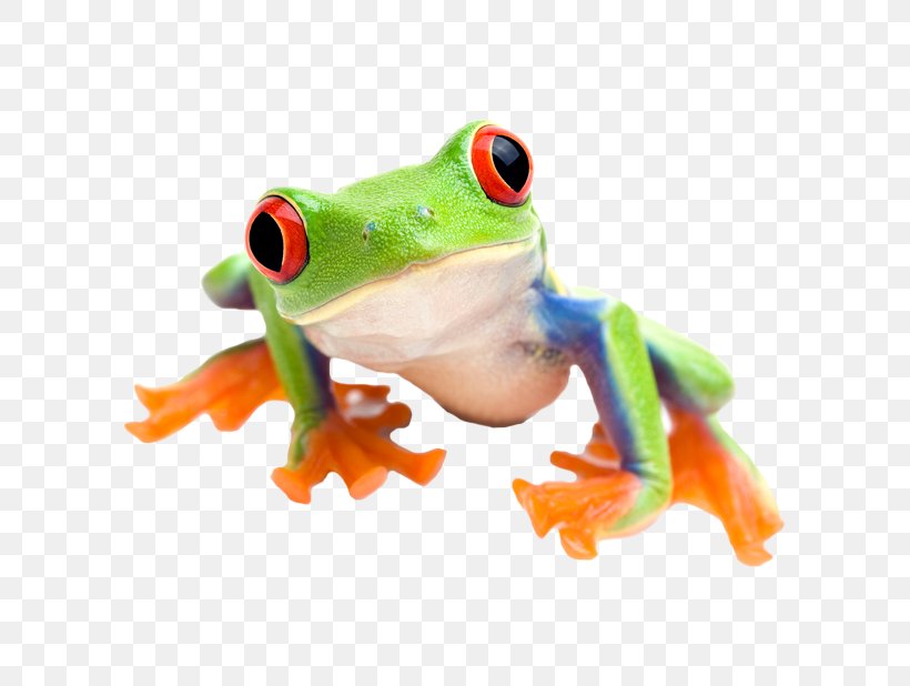 Red-eyed Tree Frog Edible Frog Stock Photography, PNG, 618x618px, Frog, Agalychnis, Amphibian, Australian Green Tree Frog, Depositphotos Download Free