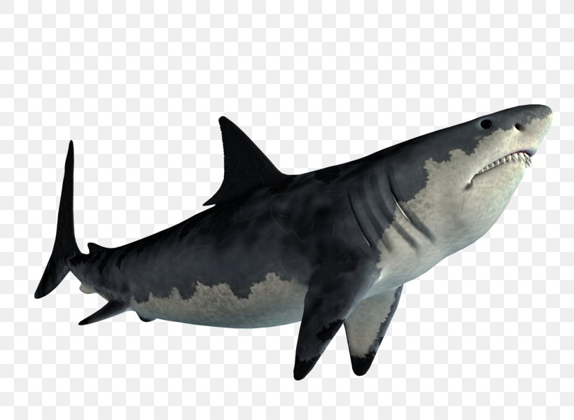 Tiger Shark Great White Shark Shark Jaws Clip Art, PNG, 800x600px, Tiger Shark, Carcharhiniformes, Cartilaginous Fish, Cartilaginous Fishes, Fauna Download Free