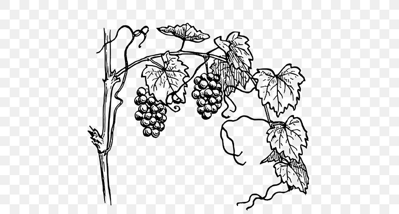 Drawing Grape Image Sketch Clip Art, PNG, 752x440px, Drawing, Art, Botany, Branch, Coloring Book Download Free