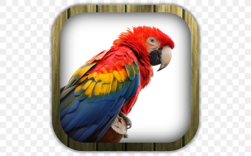Parrot Bird Scarlet Macaw Blue-and-yellow Macaw Budgerigar, PNG, 512x512px, Parrot, Beak, Bird, Blueandyellow Macaw, Budgerigar Download Free