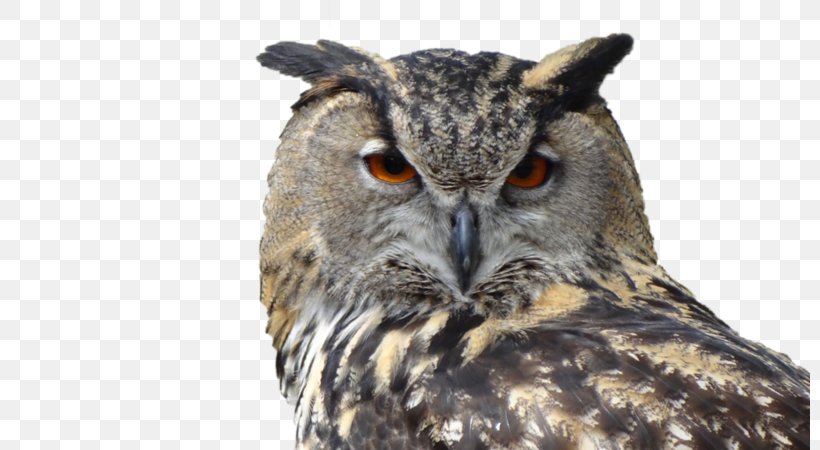 Snowy Owl Bird Great Horned Owl Eurasian Eagle-owl, PNG, 800x450px, Owl, Barn Owl, Barred Owl, Beak, Bird Download Free