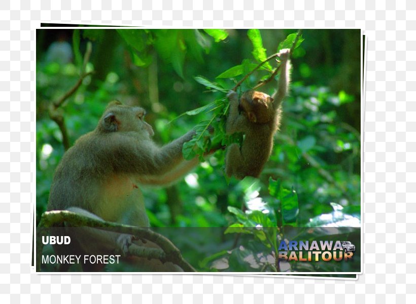 Ubud Monkey Forest Macaque Padangtegal Hotel Travel, PNG, 800x600px, Ubud Monkey Forest, Bali, Ecosystem, Fauna, Flora Download Free
