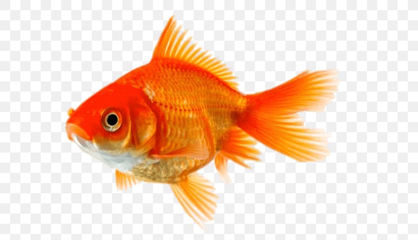 Comet Fantail Aquarium Fish Royalty-free, PNG, 670x472px, Comet, Aquarium, Bony Fish, Fantail, Feeder Fish Download Free