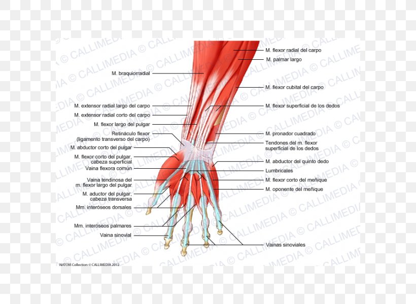 Finger Muscle Forearm Muscular System Hand, PNG, 600x600px, Watercolor, Cartoon, Flower, Frame, Heart Download Free
