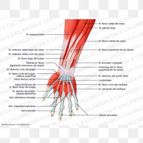 Finger Flexor Digitorum Profundus Muscle Forearm Flexor Carpi Radialis