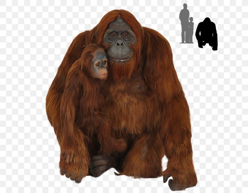 Gorilla Chimpanzee Bornean Orangutan Primate, PNG, 640x640px, Gorilla, Ape, Bornean Orangutan, Chimpanzee, Great Ape Download Free