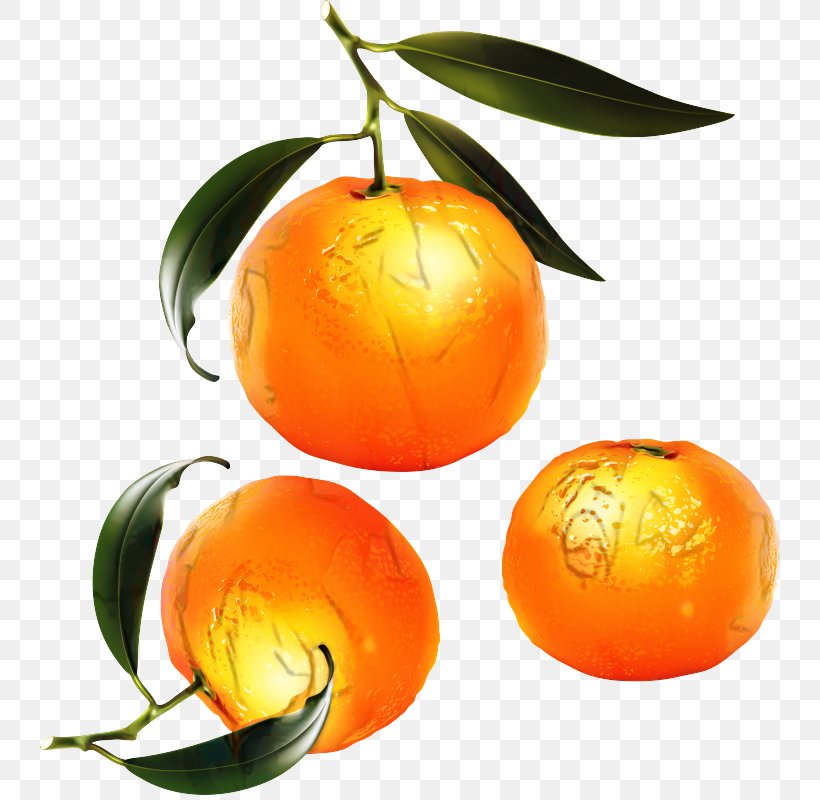 Orange Tree, PNG, 740x800px, Mandarin Orange, Citrus, Clementine, Flower, Food Download Free