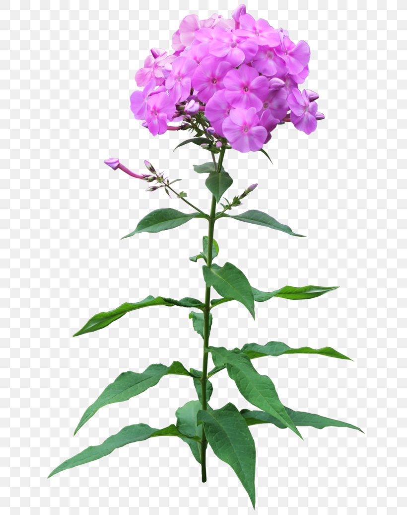 Phlox Flower Pruning Perennial Plant, PNG, 702x1036px, 2017, Phlox, Annual Plant, Flower, Flowering Plant Download Free