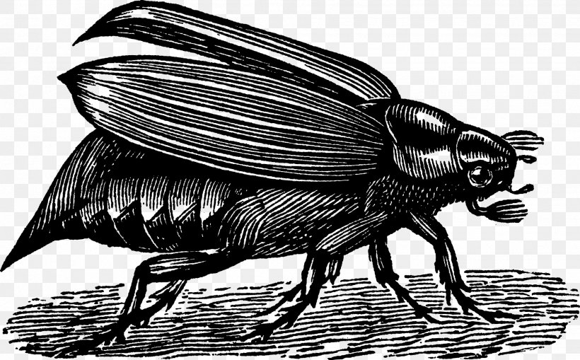 Beetle Euclidean Vector Drawing, PNG, 1965x1220px, Beetle, Art, Black And White, Drawing, Fauna Download Free