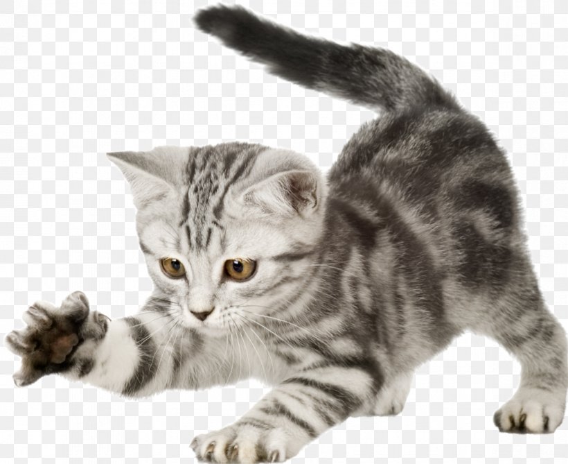 British Shorthair Kitten Puppy Dog Wildcat, PNG, 1182x965px, British Shorthair, American Bobtail, American Shorthair, American Wirehair, Animal Download Free