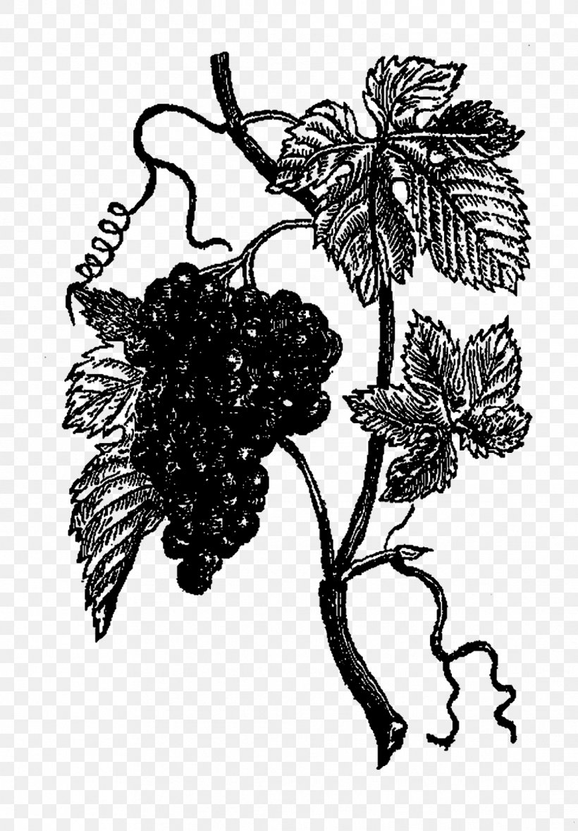 Grape Drawing Floral Design /m/02csf, PNG, 1113x1600px, Grape, Black And White, Branch, Branching, Drawing Download Free